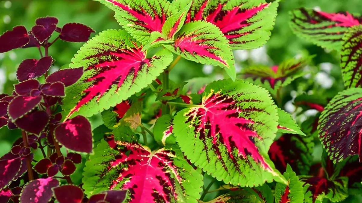 फूलों का झंझट खत्म, इन 3 रंगीन पत्तियों वाले पौधों से सुंदर लगेगी बालकनी