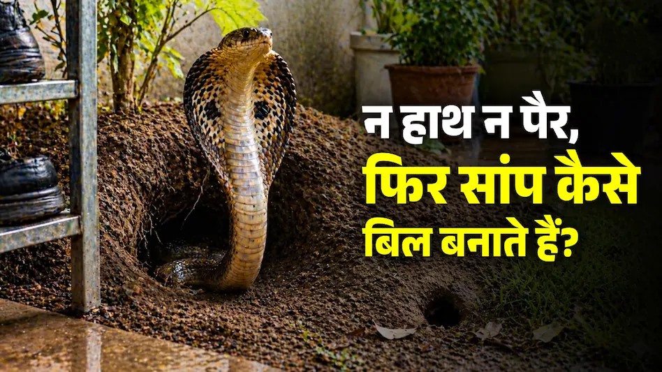 सांप खुद कभी नहीं बनाते अपना बिल, फिर कौन बनाता है उनके लिए घर, जानें रहस्य